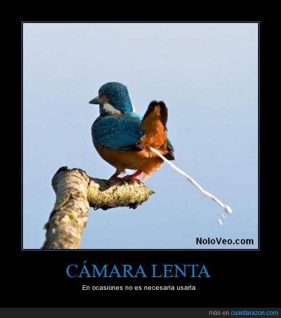 cámara lenta,caca,cagar,pájaro